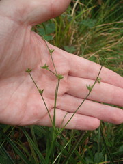 Juncus prismatocarpus