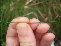 Juncus prismatocarpus