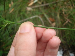 Juncus prismatocarpus