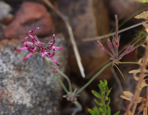 Spider Storksbill (Pelargonium asarifolium)