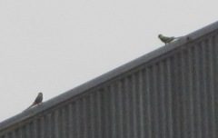 Purpureicephalus spurius