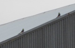 Purpureicephalus spurius