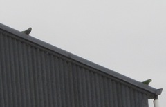 Purpureicephalus spurius