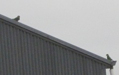 Purpureicephalus spurius