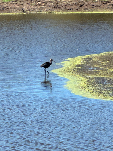 White-faced Ibis