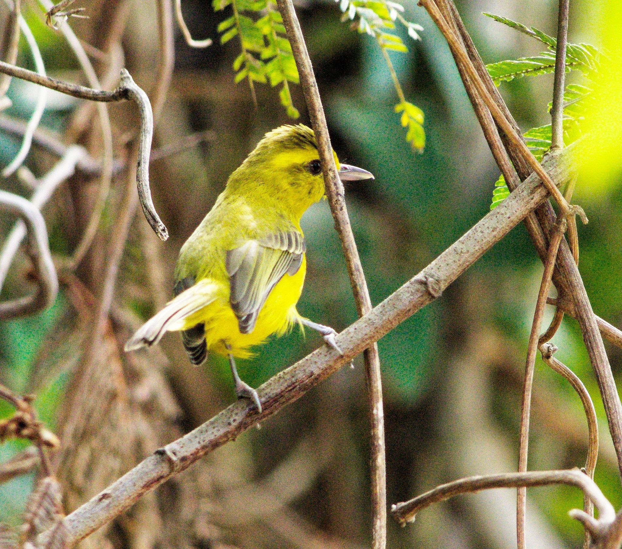 Golden Vireo (Vireo hypochryseus), photo 4