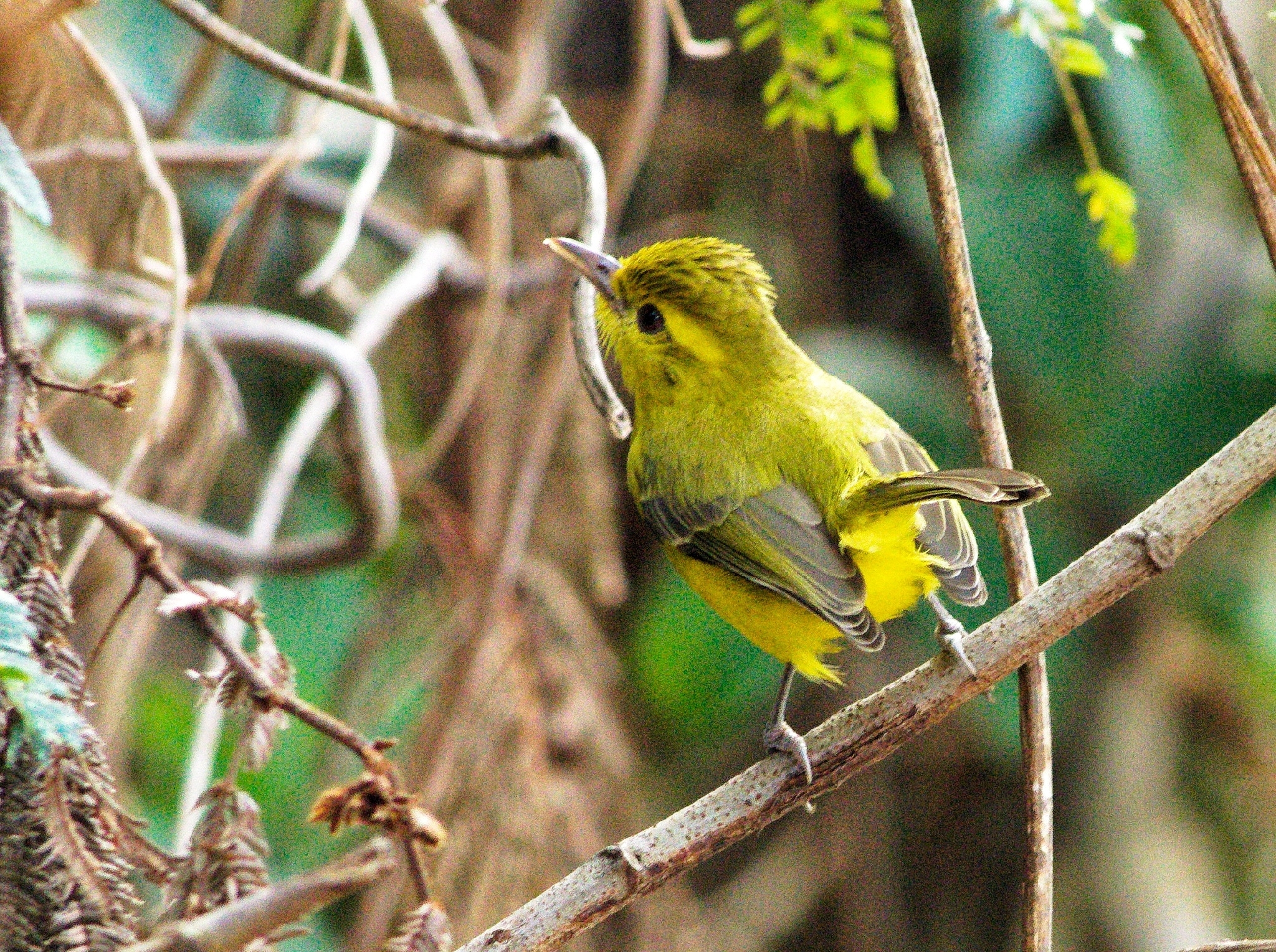 Golden Vireo (Vireo hypochryseus), photo 5