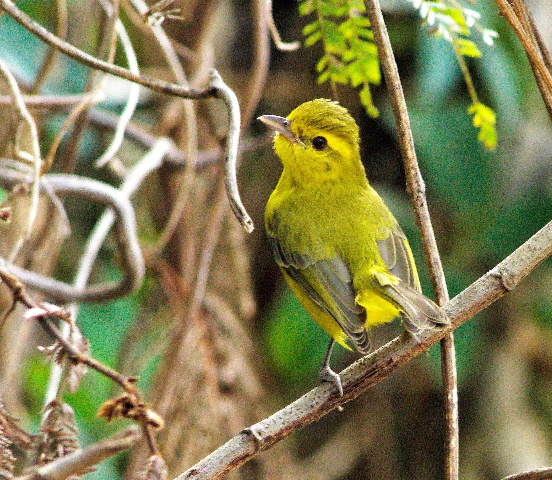 Golden Vireo (Vireo hypochryseus), photo 6