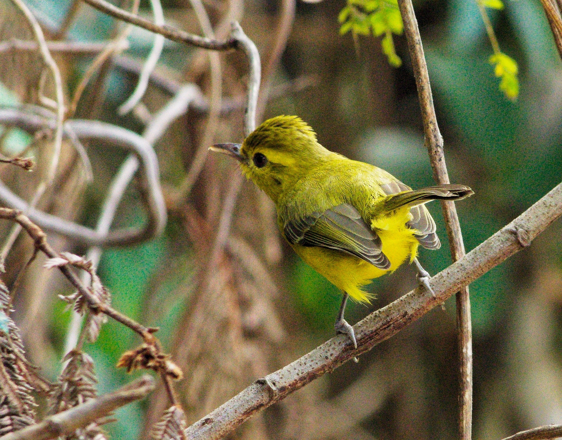 Golden Vireo (Vireo hypochryseus), photo 7