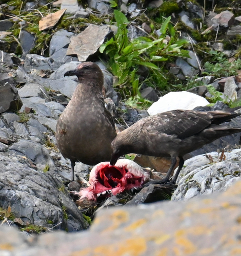 iNaturalist: (c) sue-lotus, some rights reserved (CC BY-NC) iNaturalist image