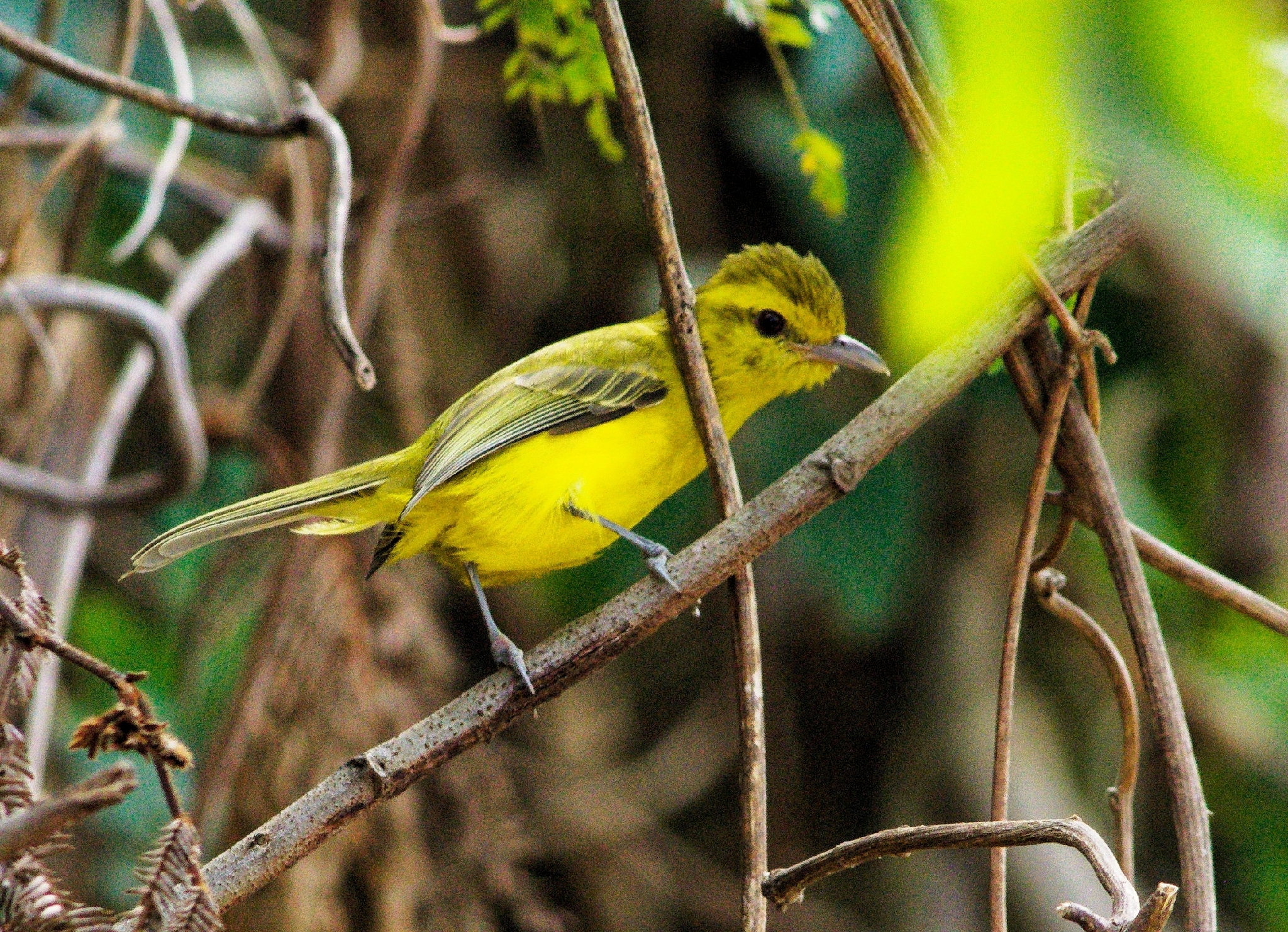 Golden Vireo (Vireo hypochryseus), photo 8