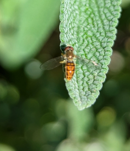 Unknown species found near Rancho del Oro Dr & Vista del Oro Dr, Oceanside, CA 92056, USA
