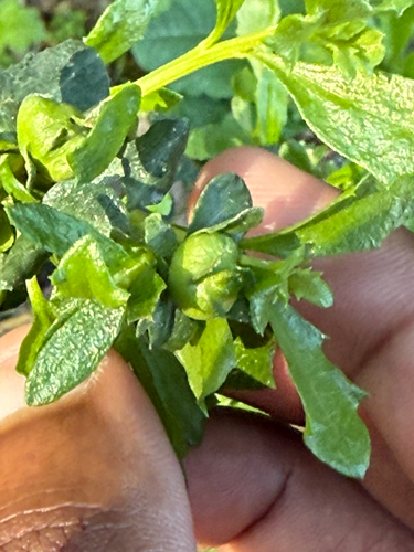 Unknown species found near Rocky Ridge Rd, San Ramon, CA, US