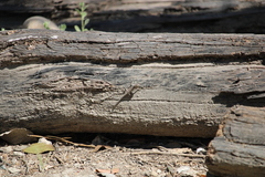 Sceloporus horridus