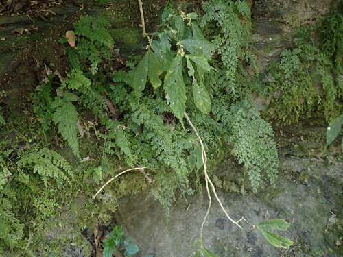 Asplenium tenuifolium, 2026-03-22