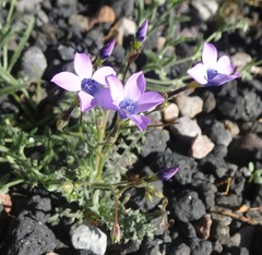 Gilia cana