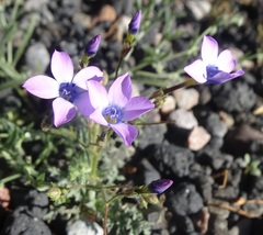 Gilia cana