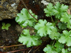 Heuchera grossulariifolia
