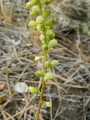 Heuchera grossulariifolia
