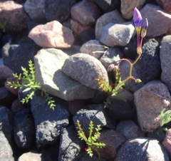 Gilia cana