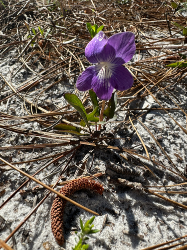 Southern Coastal Violet (Viola septemloba)