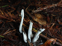 Hypomyces papulasporae