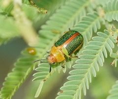 Calomela parilis