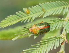 Calomela parilis