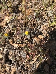 Acmispon brachycarpus