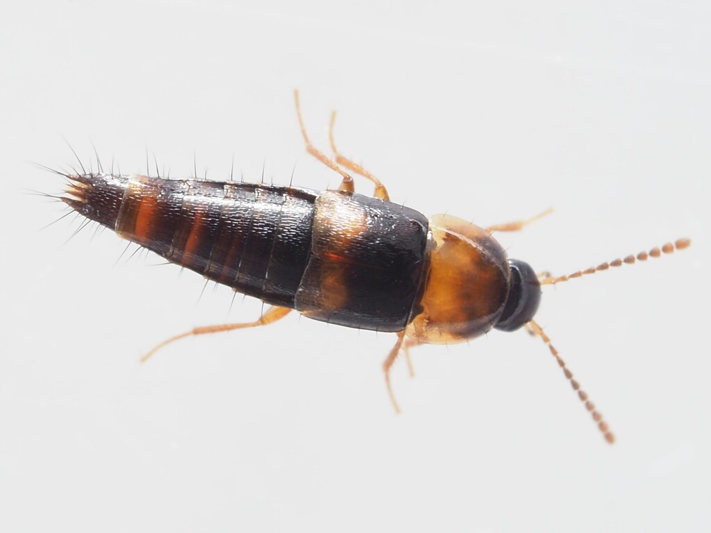 Staph beetle