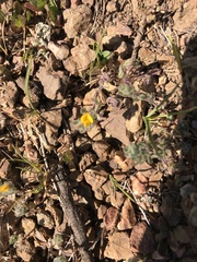 Acmispon brachycarpus
