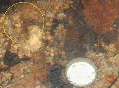 Rhinogobius duospilus