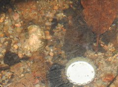 Rhinogobius duospilus