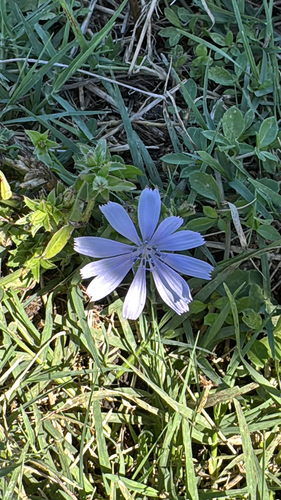 chicory