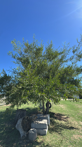 Desert Hackberry