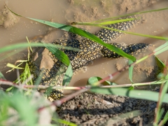 Varanus timorensis