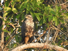 Buteogallus