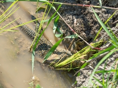 Varanus timorensis
