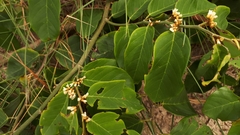 Dalbergia ecastaphyllum