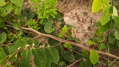 Dalbergia ecastaphyllum