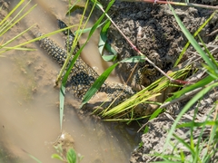 Varanus timorensis