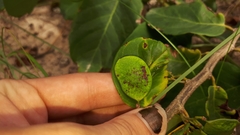 Dalbergia ecastaphyllum