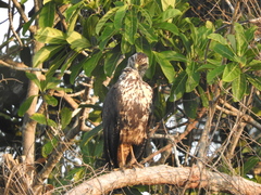 Buteogallus
