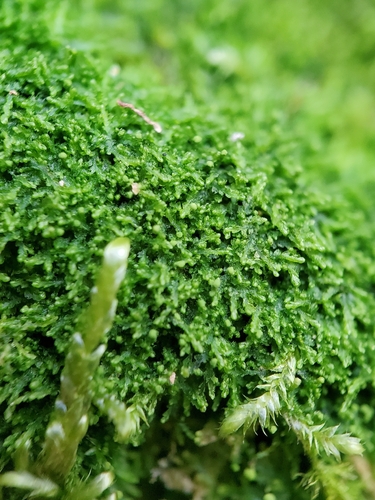 Moon-leaved Pincerwort (Fuscocephaloziopsis lunulifolia)