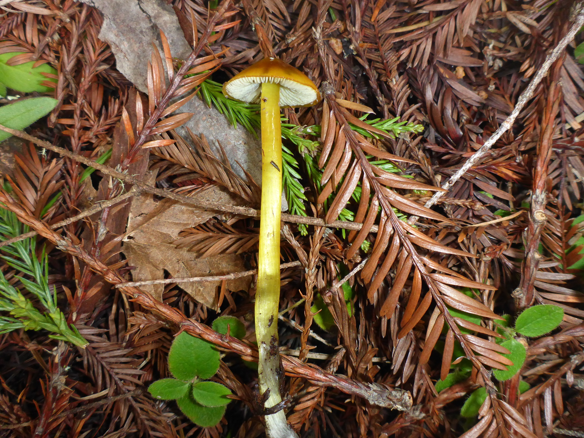 Hygrocybe singeri image