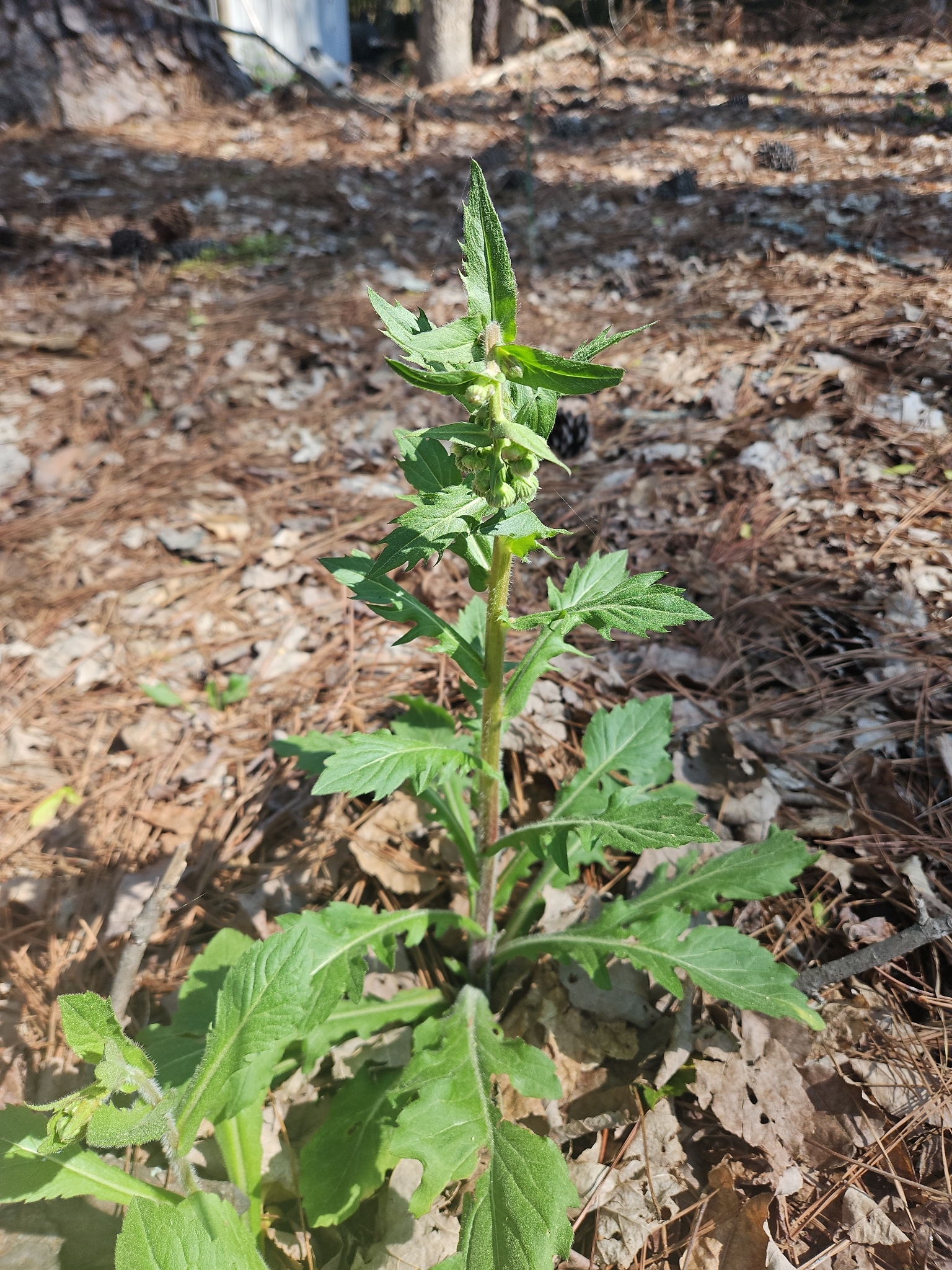 American Burnweed (Erechtites hieraciifolius)
