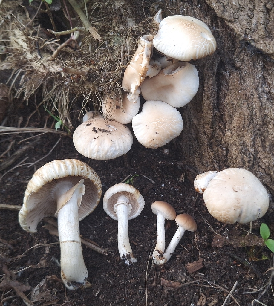 Cyclocybe cylindracea · March 2026 · photo: © yellowplant (iNaturalist, cc-by)