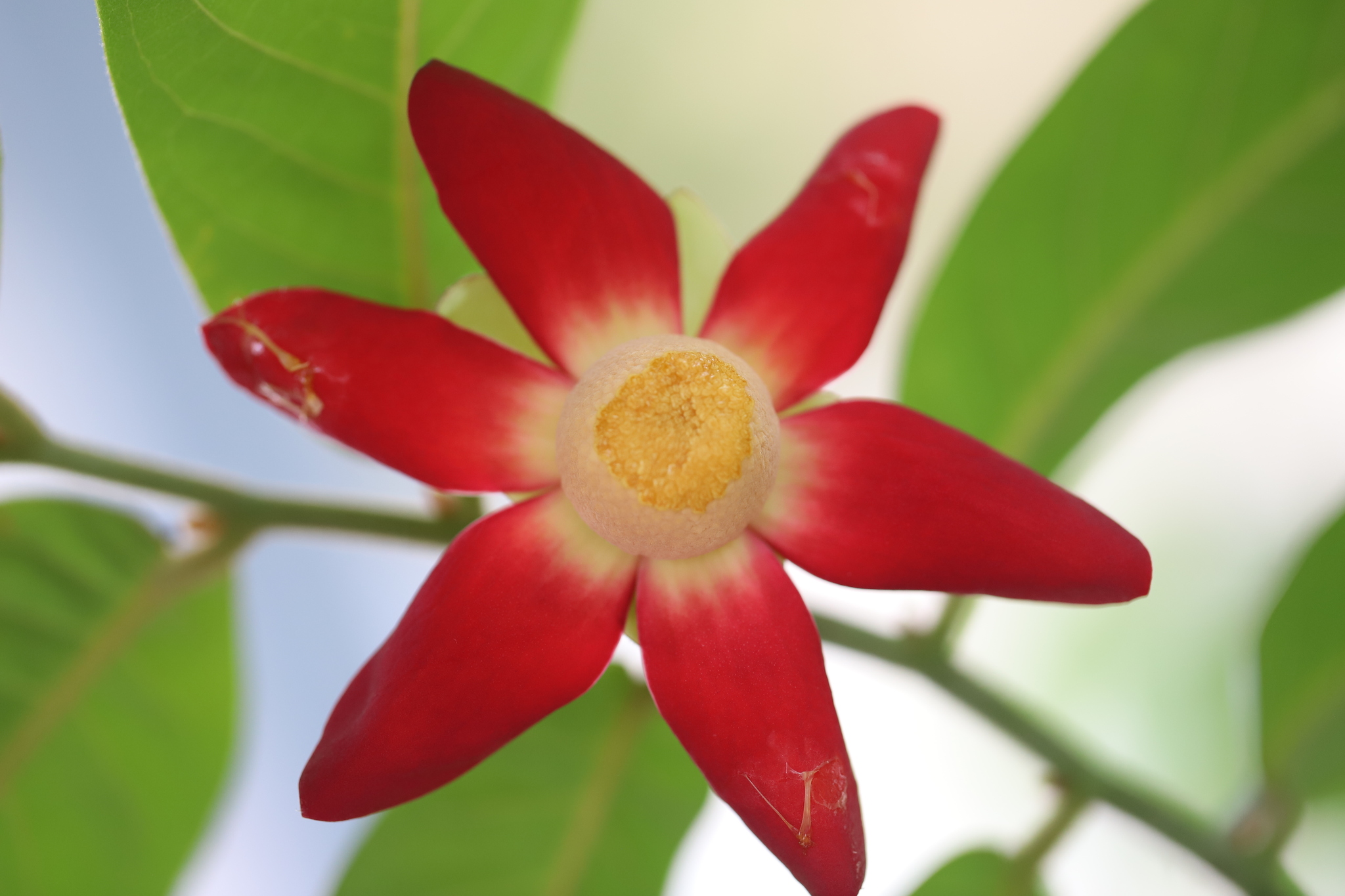 Imagem de Uvaria grandiflora
