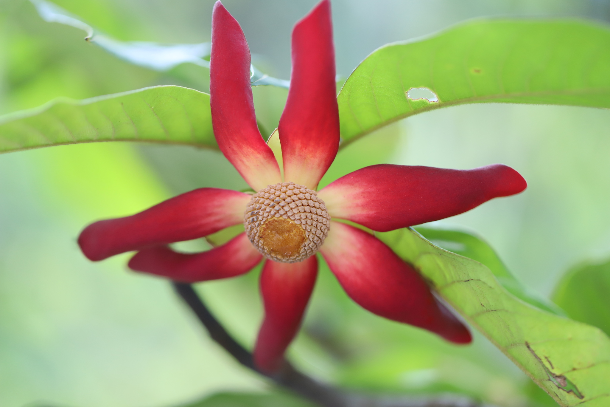 Imagem de Uvaria grandiflora