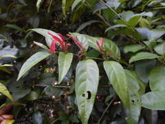 Justicia brasiliana